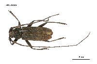 藏品(家天牛)的圖片